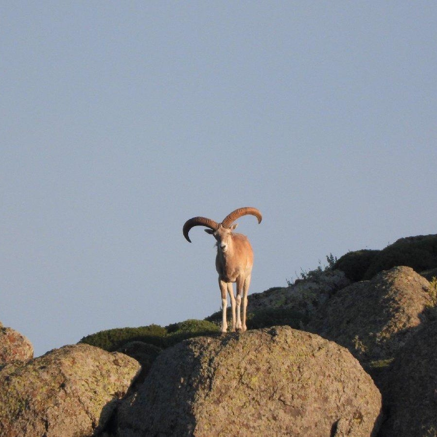 Konya'da Yaban Keçisi Avlayan 3 Kişiye 1.9 Milyon TL Rekor Ceza