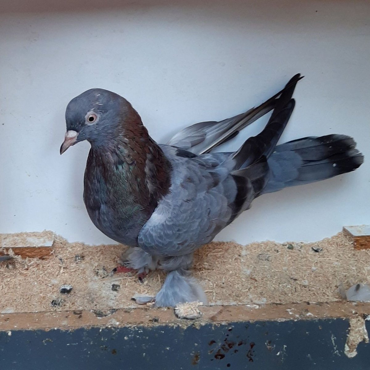 Yozgat'ta Borçlunun Güvercinlerine Haciz Geldi