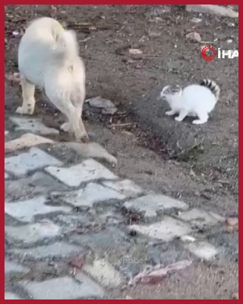 Gercüş'te Yavru Kedi ve Köpeğin Oyun Kavgası Gülen Yüzler Getirdi