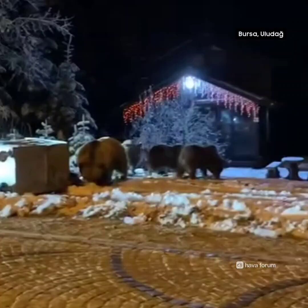 Uludağ'da Kış Uykusuna Hazırlanan Ayılar Görüntülendi