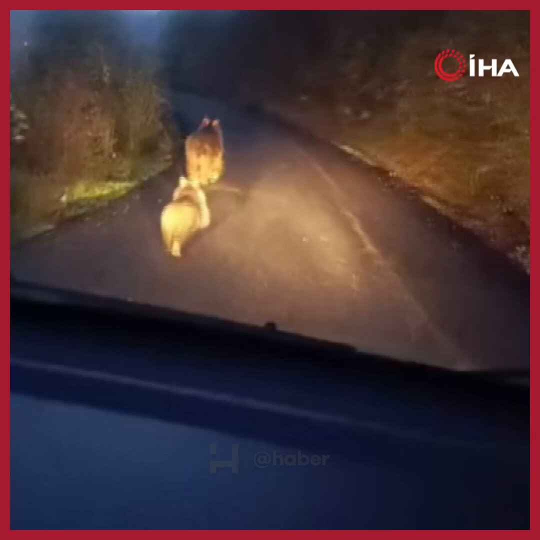 Karabük'te Yolda Koşan Anne Ayı ve İki Yavrusu Görüntülendi