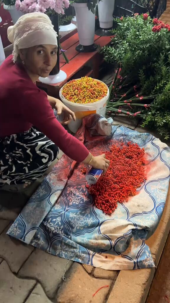 Kokina Çiçekleri Kırmızı Sprey Boya ile Renklendiriliyor