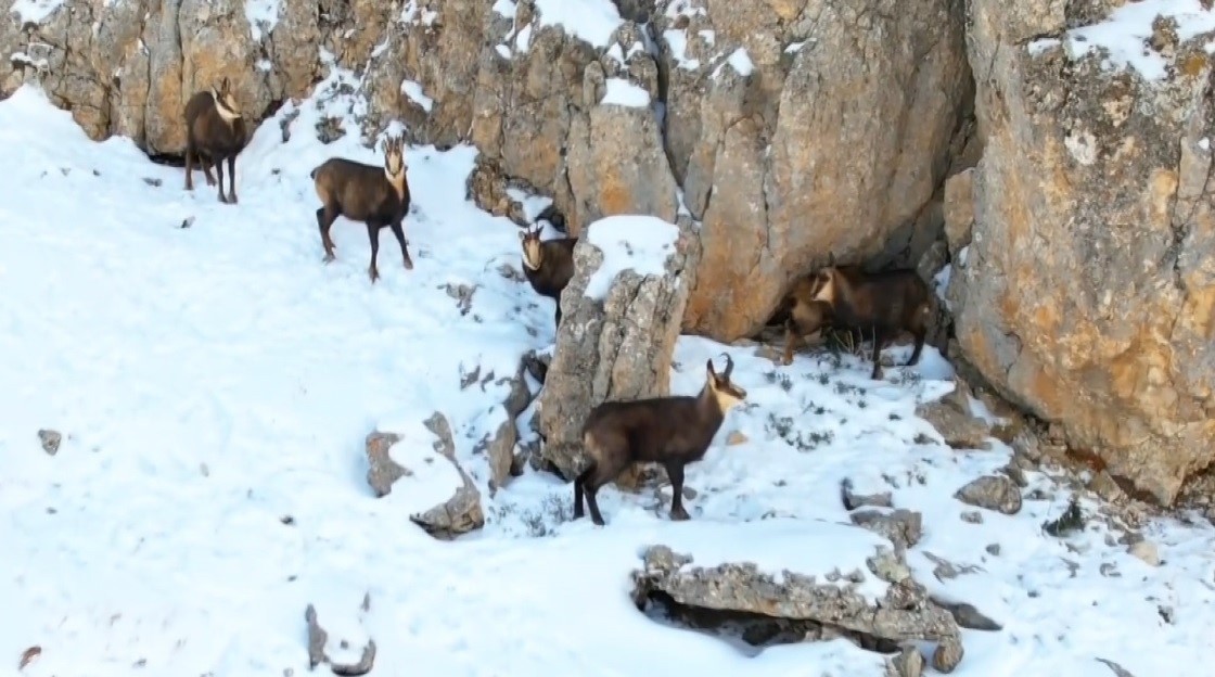 Munzur Dağları'nda Nesli Tehlike Altındaki Çengel Boynuzlu Dağ Keçileri Görüntülendi