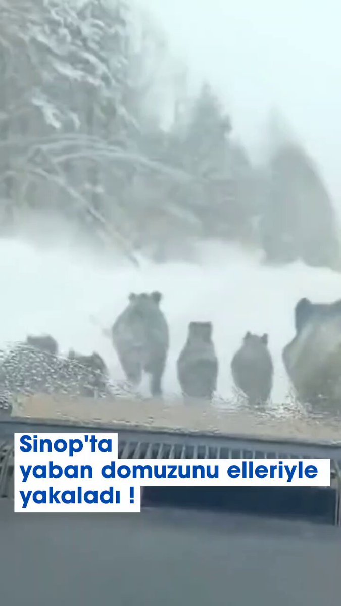 Sinop'ta Yolda Gördüğü Yaban Domuzunu Elle Yakalayan Sürücü Şaşkına Çevirdi