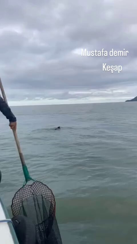Giresun'da Denizde Yüzen Ayı, Balıkçılar Tarafından Yakalandı