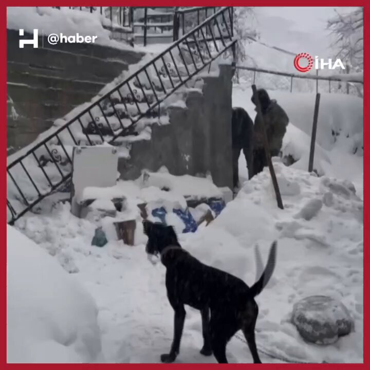 Zonguldak'ta Açlıktan Bitmiş Kurt, Köpek Kulübesine Sığındı