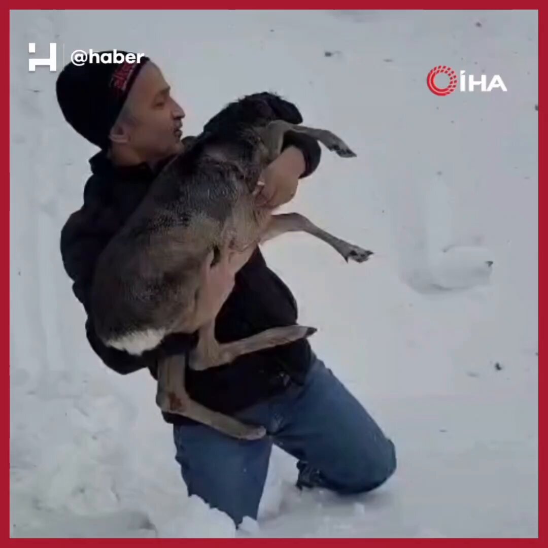Düzce'de Kardan Bela Yaralı Yavru Karaca Vatandaşın Yardımıyla Kurtarıldı