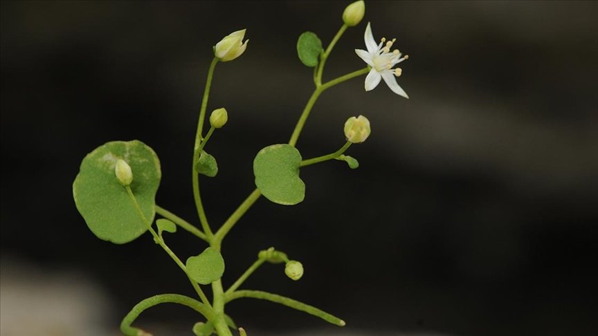 İzmir'de Yeni Endemik Bitki Türü Keşfedildi: Umbilicus Choripetalus (İzmir Göbek Otu)