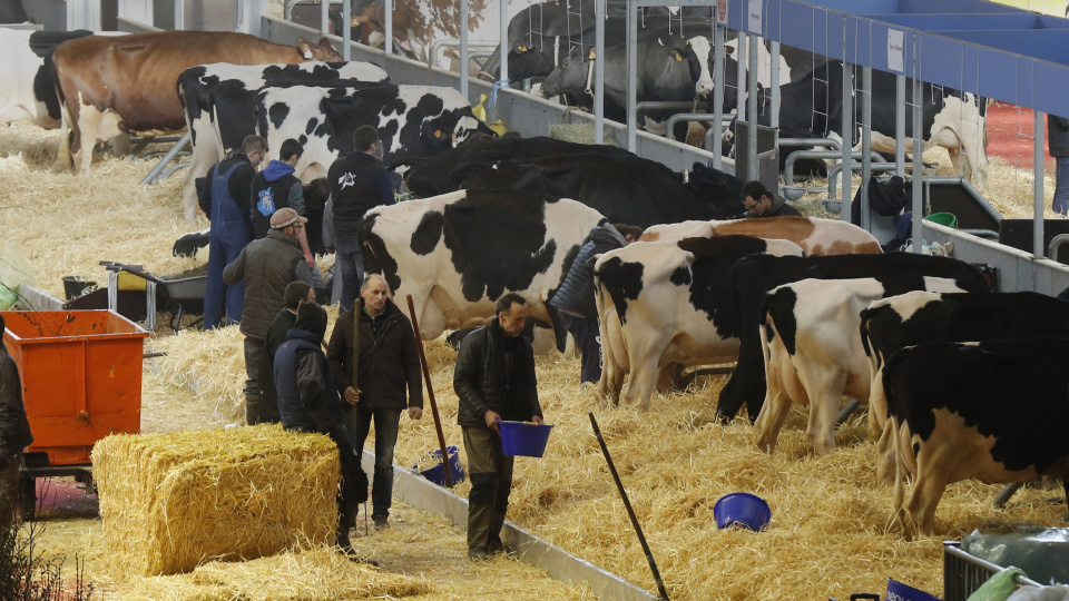 Fransa'da Büyükbaş Hayvan Salgını Kontrol Altına Alındı