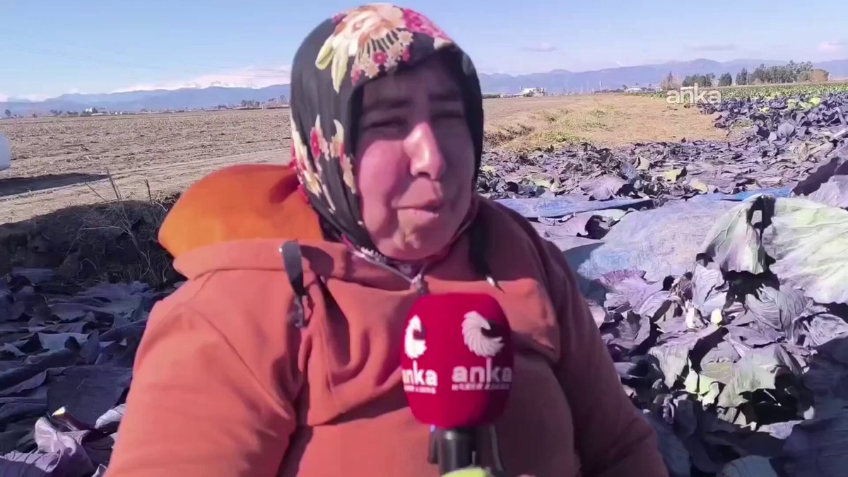 Osmaniye'de Kanser Hastası Vatandaş, Geçim Sıkıntısı Nedeniyle Lahana Tarlasında Çalışıyor