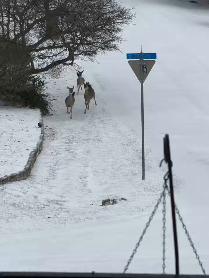 ABD'de Kar Fırtınası Sonrası Şehirde Geyikler Görüntülendi