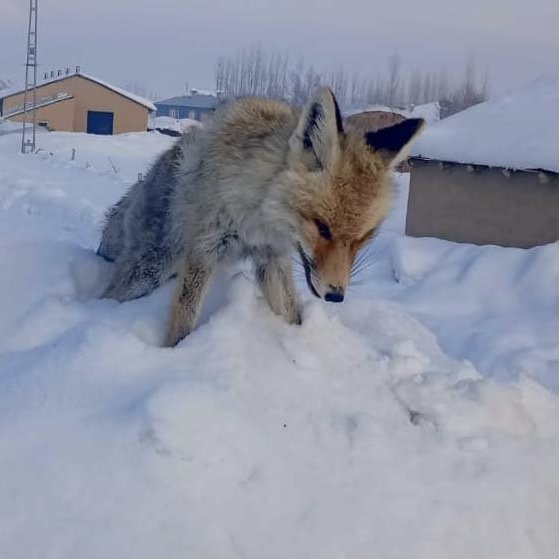 Hakkari'de Buz Kütlesine Dönüşen Tilki, Dondurucu Soğukların Habercisi Oldu