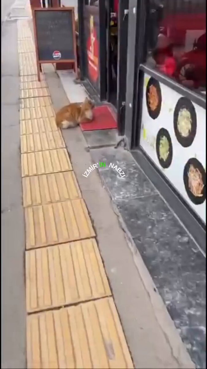 İzmir'de Yürekleri Isıtan Dürüm: Aç Kediyi Doyuran Vatandaşın Sıcak Davranışı