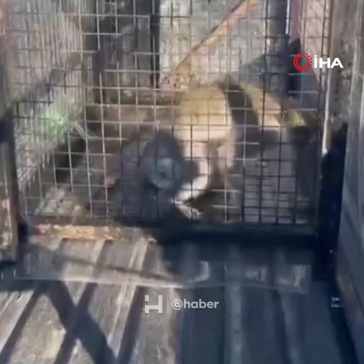 Kuşadası'nda Evde Yapılan Operasyonda Vervet Cinsi Maymun ve Silahlar Ele Geçirildi