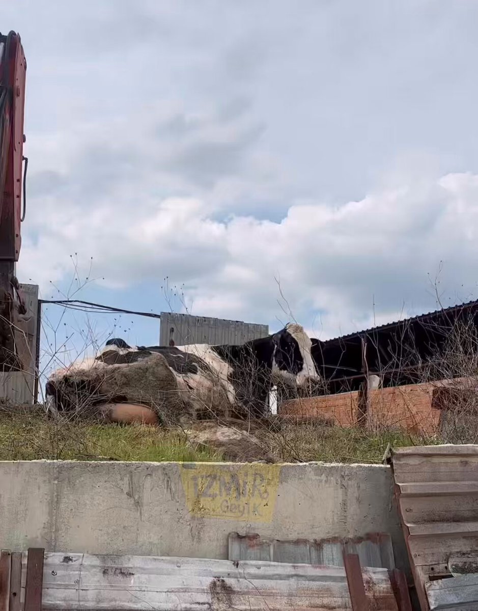 İzmir'de Otlayan İnekler Dikkat Çekti