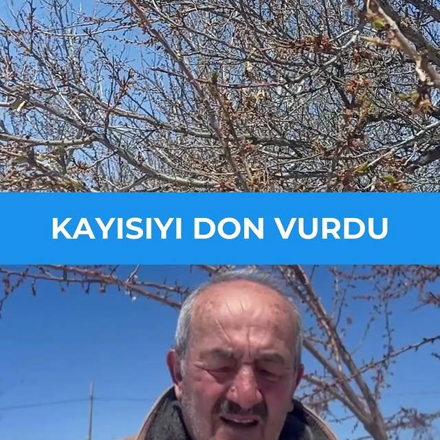 Sivas'ta Şiddetli Soğuklar Kayısı Üretimini Olumsuz Etkiledi