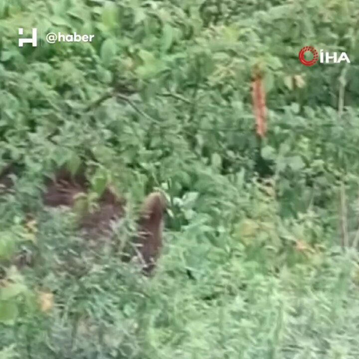 Kastamonu'da Ayı Görüntüleri Vatandaşları Şaşkına Çevirdi