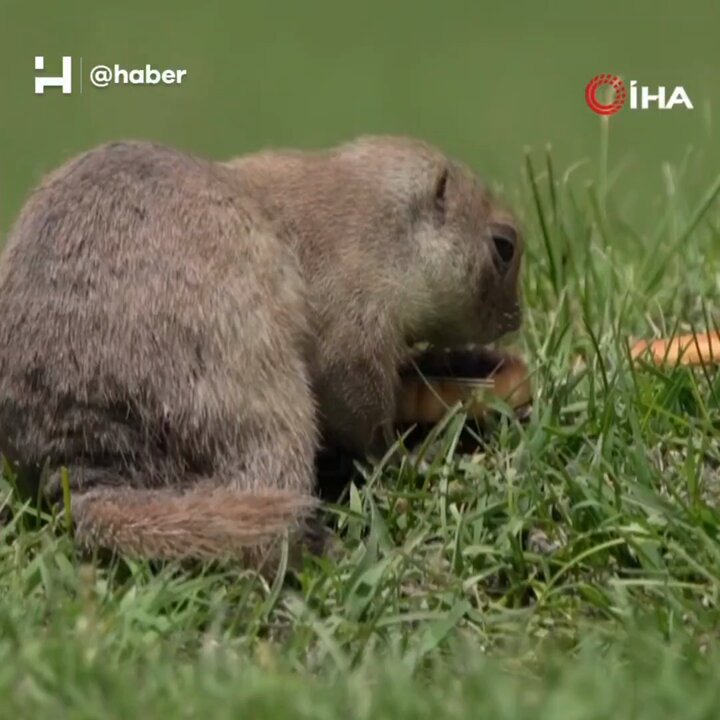 Bayburt'ta Anadolu Yer Sincabı Bisküvi Yerken Görüntülendi