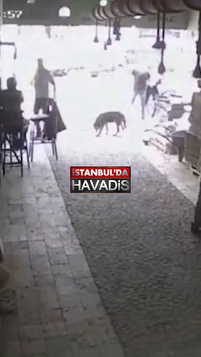 İzmir'de Boğulma Tehlikesi Geçiren Köpek, Vatandaşın Heimlich Manevrası ile Kurtarıldı