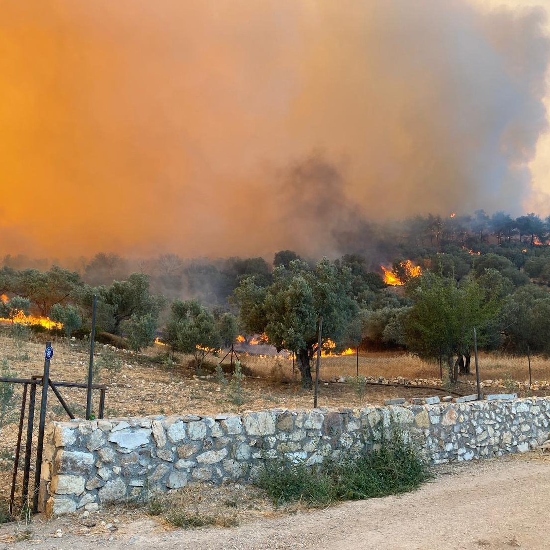 İzmir Aliağa ve Foça'da Orman Yangını Söndürme Çalışmaları Devam Ediyor