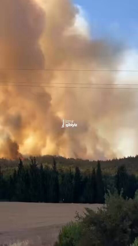 İzmir-Aydın Otobanı Yakınında Orman Yangını