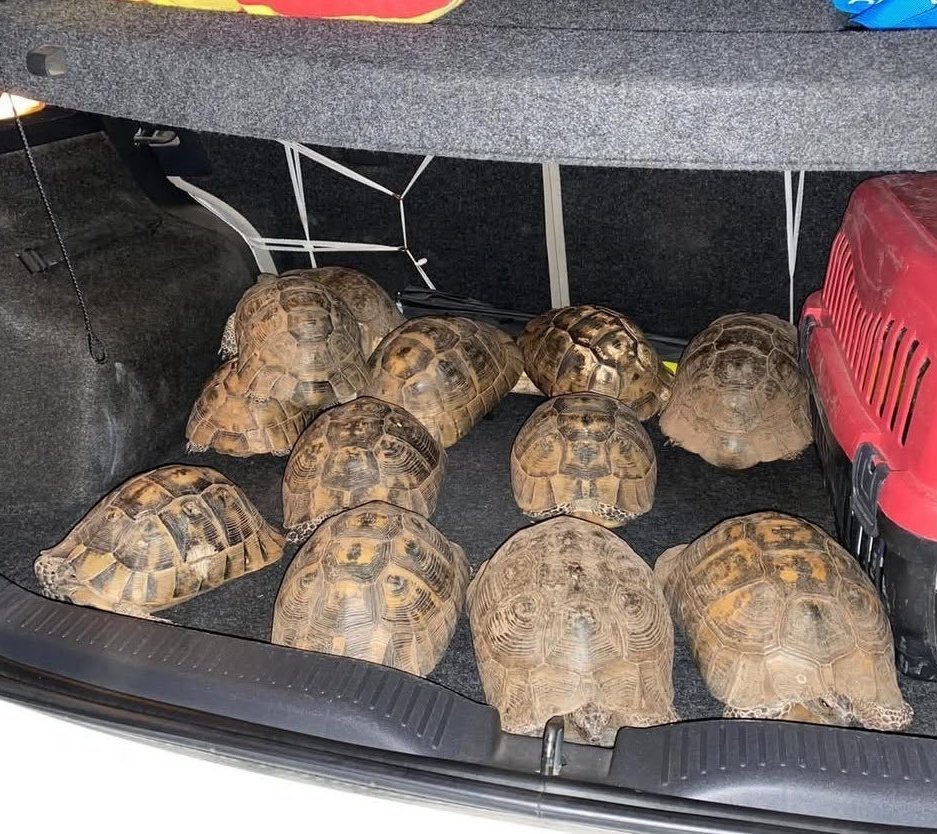 İzmir Ödemiş'te Yangından Kurtarılan Kaplumbağalar Tedavi Altına Alındı