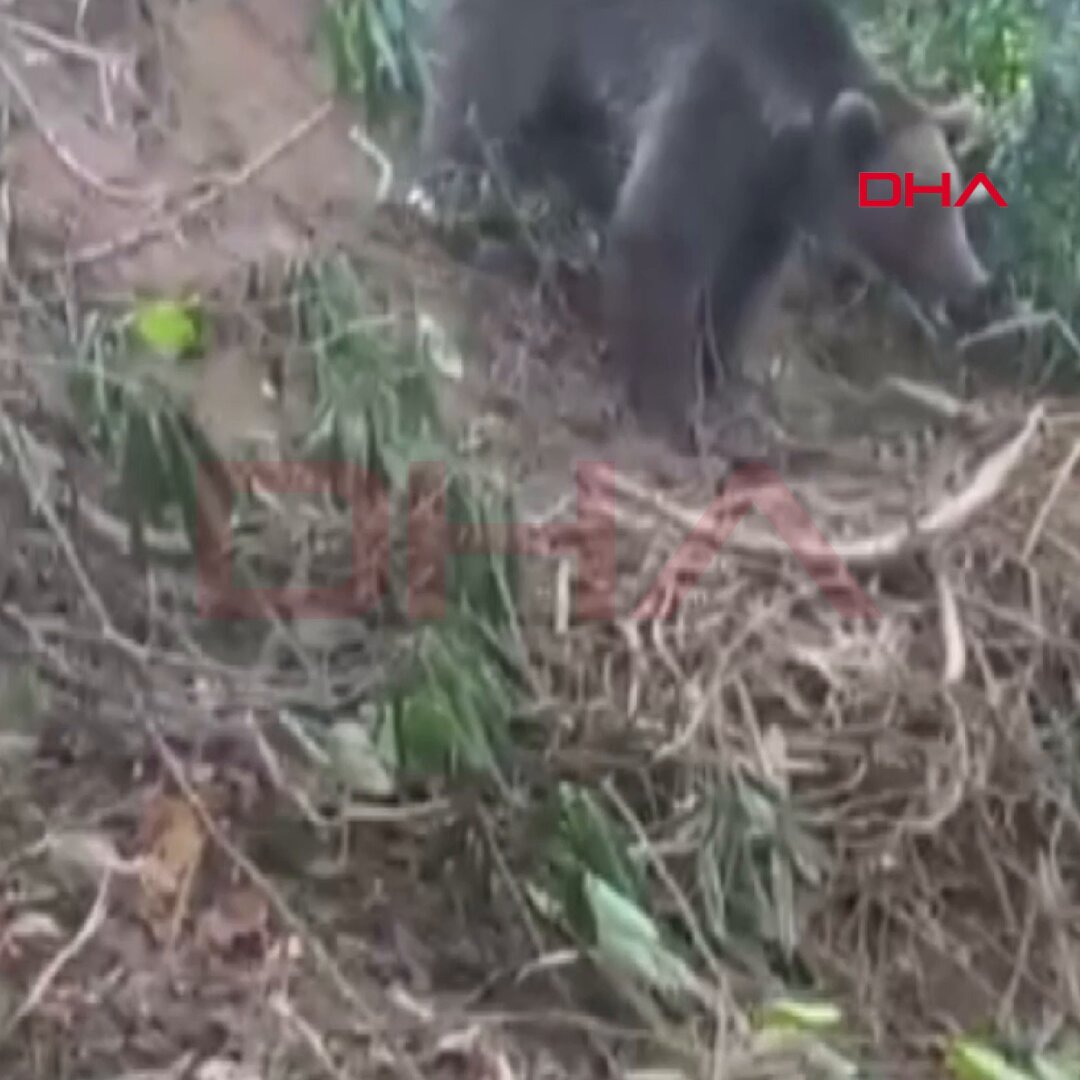 Avcılar Tarafından Tuzağa Düşürülen Ayı Kurtarıldı