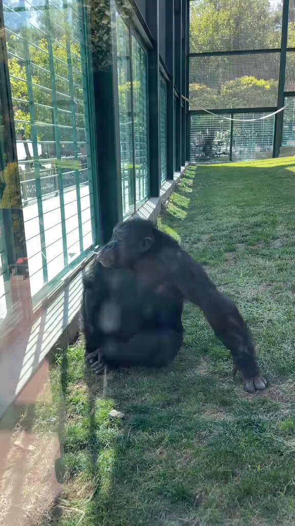 Gaziantep'te Sigara İçen Goril Şaşkınlık Yarattı