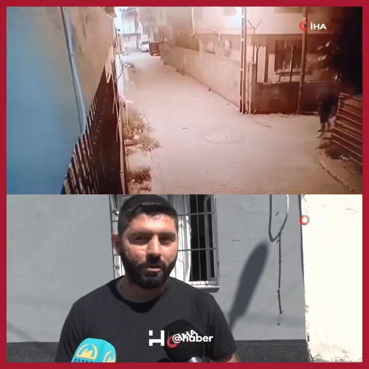 Adana'da British Cinsi Yavru Kedi Çalındı: İki Şahıs Pencereden Tırmandı