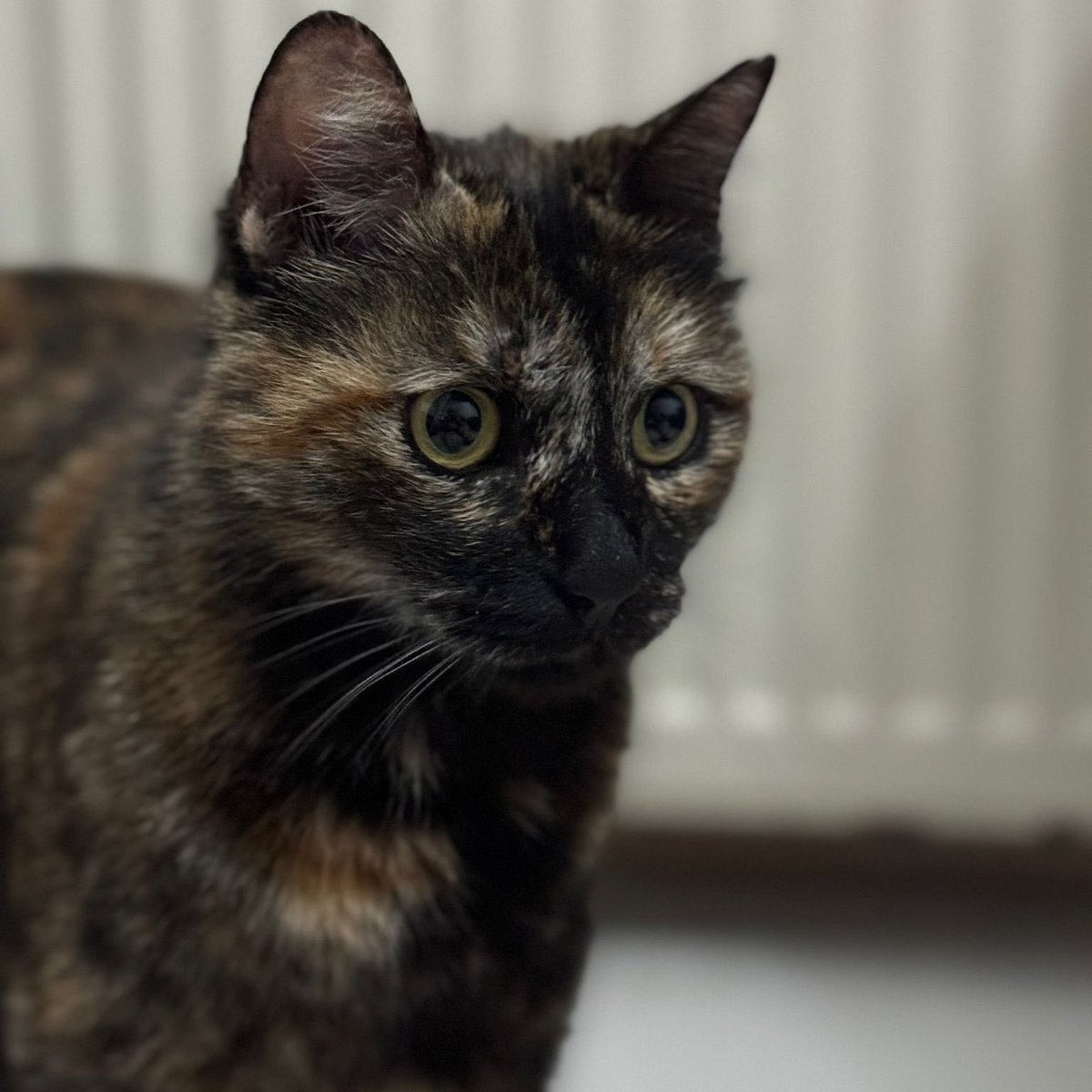 İstanbul Başakşehir'de Kedi Cezve'yi Öldüren Kişiye Hapis Cezası