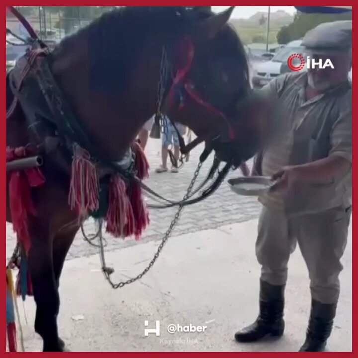 Muğla'da Sünnet Düğününde Atın Ağzına Alkol Verilmesi Tepki Çekti