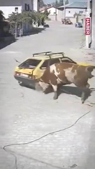 Nevşehir'de Ahırdan Kaçan Boğa, Park Halindeki Aracı Sürükledi