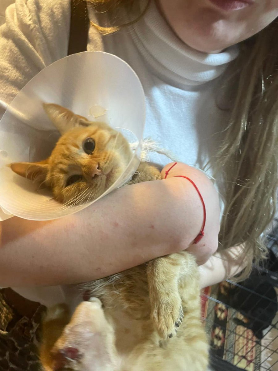 Isparta'da Sokak Kedilerine Yönelik Şiddet: Bağlama Büyüsü İddiası