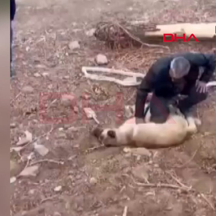 Niğde'de Sokak Köpeğine Kalp Masajı: Vatandaşın Cesur Müdahalesi Hayat Kurtardı